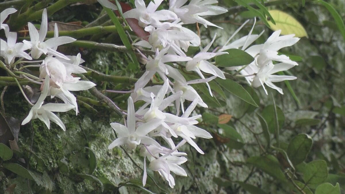 樹齢800年のご神木に自生する可憐な白い花“セッコク”が見頃 乱獲などで数が減少 三重・紀宝町の神内神社 | TBS NEWS DIG