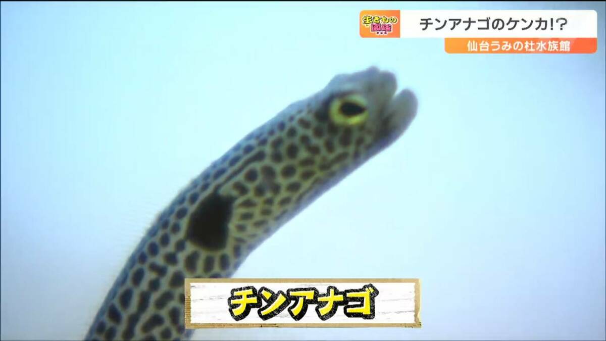 ゆらゆら「チンアナゴ」のゆるゆる“けんか”を撮影成功 けんかになった