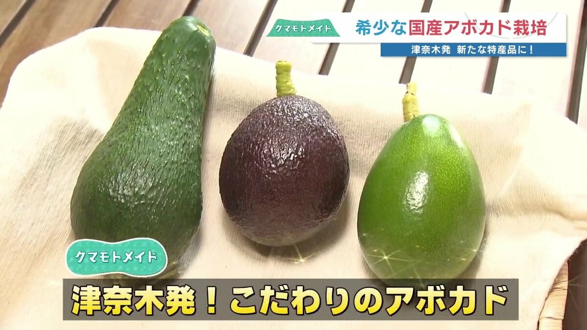 広島で〝なる〟なら熊本でも」困難を乗り越え実った樹上完熟アボカド