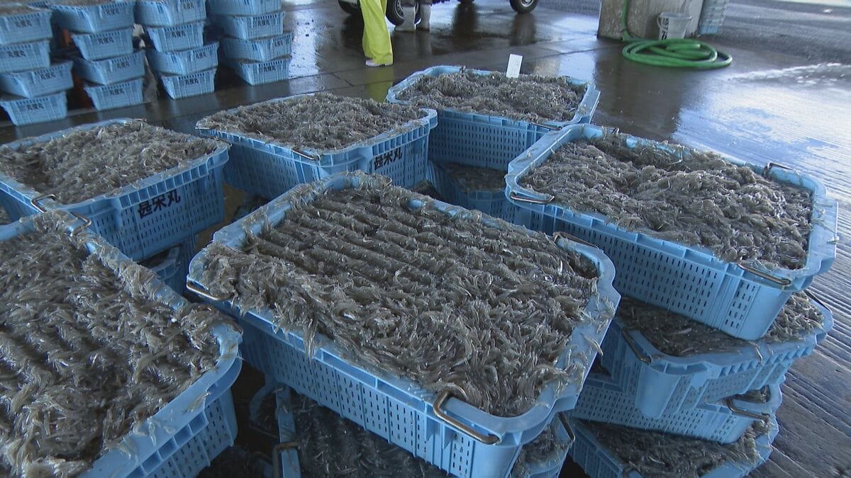 シラス｢過去にない豊漁｣の 一方で…ナフサショックで資材がない 加工業者｢市場に出回るシラスは安くならないかも｣