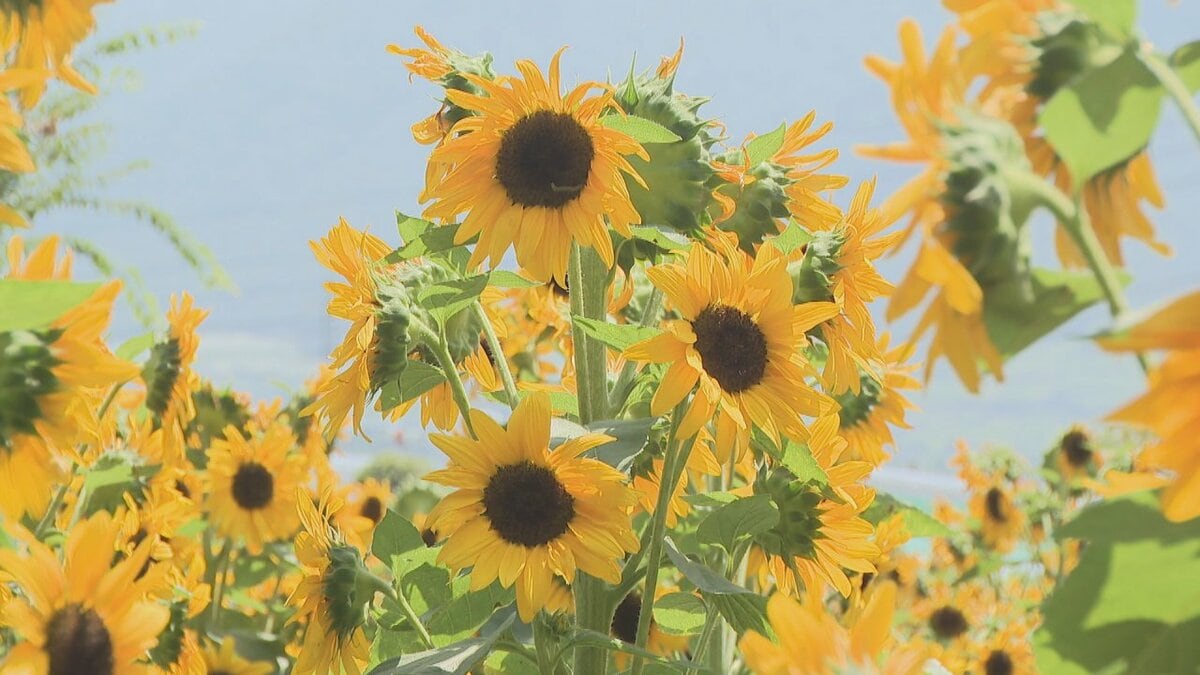 夏らしい風景とひんやりスイーツ　9種類のヒマワリが見ごろ　モモを丸ごと1個使ったかき氷やパフェも　山梨・ハーブ庭園旅日記勝沼庭園