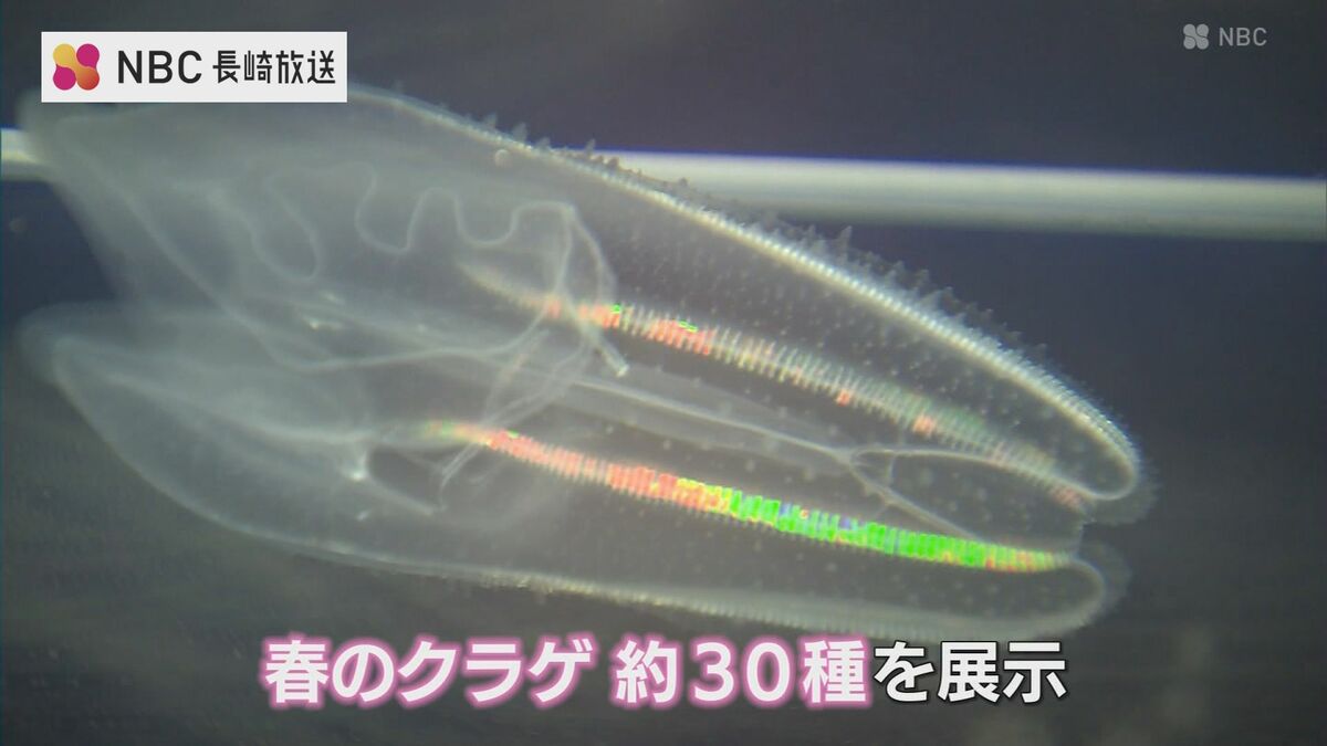 新種 ”アマノガワクラゲ” 世界初展示 
