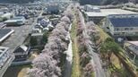 【映像】石川町の桜並木～春の一日～　福島【カメラめせん㊼】|TBS NEWS DIG