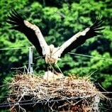 幸せ運ぶコウノトリ！電柱の上に営巣、ヒナ3羽のふ化確認　電力会社も子育て見守り送電停止　富山・氷見市　|　富山のニュース｜天気・防災｜チューリップテレビ