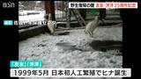 野生復帰の礎 友友・洋洋が中国から来て25年 佐渡で記念式典|TBS NEWS DIG