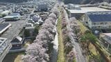 【映像】石川町の桜並木～春の一日～　福島【カメラめせん㊼】　|　福島のニュース│TUF