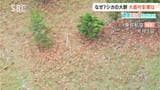山肌が茶色に…南アルプスに「シカの大群」【ききミミ!】ふもとの大鹿村では…地元の猟友会長「あれだけの群れは初めて目にした。完全に異常現象」人口850人の村では「人海戦術」も難しく…対策の現状は? 長野 | SBC NEWS | 長野のニュース | SBC信越放送