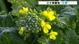 二十四節気「小寒」冷え込んだ高知 四万十市でモヤ、畑に霜 | 高知のニュース・天気|KUTV NEWS | KUTVテレビ高知