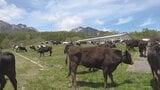 放牧の牛は3割増加 背景に農家打撃の円安の影響か 山梨・八ヶ岳牧場 |TBS NEWS DIG