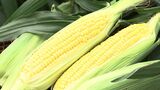 中四国で生産量1位を誇る「スイートコーン」の収穫 夏野菜として栽培する農家が増加【香川・観音寺市】|TBS NEWS DIG