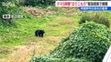 住宅街でクマが5時間にわたって倉庫内に立てこもり 猟友会が全国初の麻酔銃を使った緊急銃猟で捕獲 新潟・阿賀野市|TBS NEWS DIG