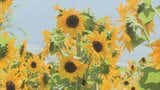 夏らしい風景とひんやりスイーツ 9種類のヒマワリが見ごろ モモを丸ごと1個使ったかき氷やパフェも 山梨・ハーブ庭園旅日記勝沼庭園|TBS NEWS DIG