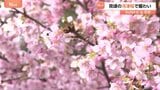 早咲きの河津桜が見頃に、「桜まつり」は予定より1週間も早く前倒し　神奈川・松田町【SUNトピ】|TBS NEWS DIG