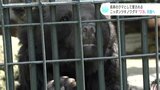 長寿のクマとして愛される　わんぱーくこうちアニマルランドで飼育されていたオスのニッポンツキノワグマ「ワカ」天国へ|TBS NEWS DIG