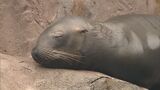 7月2日生まれの赤ちゃんは「ナツ」に命名 トドの出産は9年ぶり 新潟市水族館 マリンピア日本海|TBS NEWS DIG