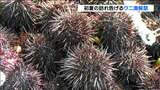 「ウニ漁」解禁 1,000kg水揚げで前年より40円高い570円/kgで取り引き 宮城・南三陸町 | 宮城のニュース│tbc NEWS│tbc東北放送
