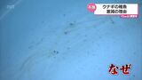 「歴史に残る不漁です」ウナギをめぐる心配 稚魚「シラスウナギ」が激減 その原因は? | MRTニュース | MRT宮崎放送