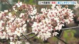 きょうは二十四節気「清明」　富山県内はあいにくの曇り空　|　富山のニュース｜天気・防災｜チューリップテレビ