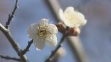 真冬の寒さから一転、春の足音が…花見山公園でウメ開花　福島　|　福島のニュース│TUF