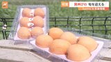 房総半島の初夏の味覚“ビワ”が旬　暖冬の影響で豊作に|TBS NEWS DIG