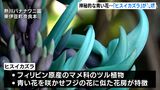 宝石の翡翠のような…神秘的な青い花「ヒスイカズラ」が見ごろ＝静岡・東伊豆町|TBS NEWS DIG
