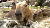 「『いい湯だな』って聞こえてきそう」伊豆の動物園で元祖カピバラの露天風呂スタート=静岡 | 静岡のニュース | SBSNEWS | 静岡放送