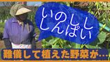 イノシシが葉野菜食い荒らす うるま市の農園に出没|TBS NEWS DIG