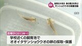 絶滅危惧種「オオイタサンショウウオ」の保護活動続ける 宮崎市の古城小学校が環境省から表彰|TBS NEWS DIG