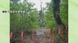 世界遺産・白神山地の象徴　「マザーツリー」枯死　樹齢は推定400年　かつて年間5000人が訪れる人気観光スポット|TBS NEWS DIG
