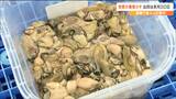 カキの出荷 猛暑の影響で例年より1ヵ月遅れ“10月30日”の解禁に 震災の影響が出た2011年シーズン以来 宮城 | 宮城のニュース│tbc NEWS│tbc東北放送