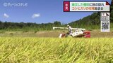 被災地に秋の訪れ　氷見市姿地区でコシヒカリの収穫　例年並みの出来に農家も安堵「これだけできればまあまあ」富山　|　富山のニュース｜天気・防災｜チューリップテレビ