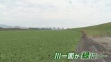 【視聴者投稿】川一面の緑色 レタスのようなものが…その正体は? | 熊本のニュース|RKK NEWS|RKK熊本放送