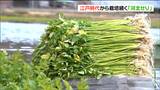 江戸時代から栽培 ブランド『河北せり』の収穫最盛期 宮城・石巻市 | 宮城のニュース│tbc NEWS│tbc東北放送