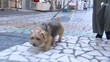 「散歩することはやぶさかではないが店の前でされてしまうと…」犬が集う街にはマナーも大事　“トイレ問題”解決へ学生がナイスアイデア　|　静岡のニュース | SBSNEWS | 静岡放送