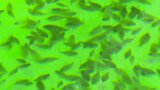 マコガレイなど高級魚を育てる最先端の種苗生産施設が完成 4魚種を放流サイズまで養殖 大分 | 大分のニュース|OBS NEWS|大分放送