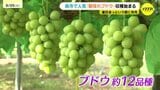 「よそのブドウが食べられない」連日あっという間に完売！広島・呉市で人気の「朝採れブドウ」収穫始まる|TBS NEWS DIG