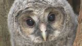 フクロウの赤ちゃん“巣立ちの瞬間”に立ち会いました 約20年前から巣作り続く三重・伊勢市の森「来年もまた来いよ」 | 名古屋・愛知・岐阜・三重のニュース【CBC news】 | CBC web
