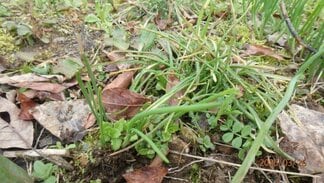 【食中毒】「アサツキと思ったら…」スイセン食べて嘔吐…70代と80代の男女2人　自宅の畑で採取、夕食時に調理　富山　|　富山のニュース｜天気・防災｜チューリップテレビ