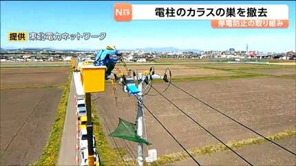停電の原因となる電柱のカラスの巣を撤去 2026年は例年以上のペースで