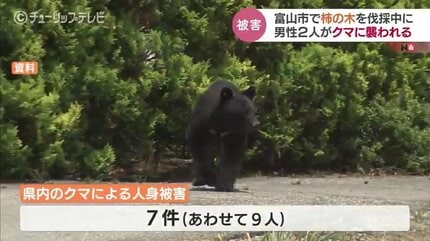 恐ろしいクマの爪「顔の皮膚がはがれ」雑菌で死んだ人も…富山では