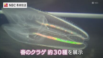新種 ”アマノガワクラゲ” 世界初展示 