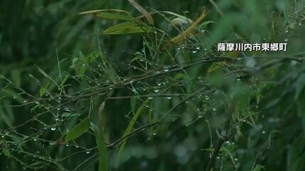タケノコ3　　Rancid ELEPHANT 注意:受け渡しのみ 3日間で1m成長“雨後のタケノコ”土から顔を出す様子をタイムラプスで見