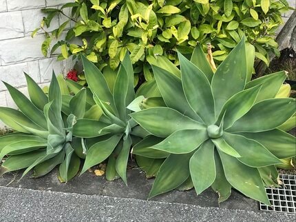 取り出して引き取り限定 大きなリュウゼツラン 【公式通販】