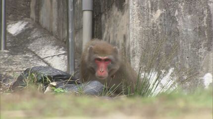 サルが窓ガラスをたたいている」住宅街に “首輪つき” のサルが出没 27