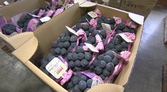 「甘みがあり、粒が大きい…」長野・須坂市で露地ものブドウの出荷始まる「種なし巨峰」や「ナガノパープル」などの出荷作業…春先から気温高く、生育は1週間ほど早く進む　|　SBC NEWS | 長野のニュース | SBC信越放送
