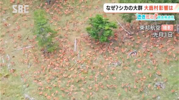 山肌が茶色に…南アルプスに「シカの大群」【ききミミ！】ふもとの大鹿村では…地元の猟友会長「あれだけの群れは初めて目にした。完全に異常現象」人口850人の村では「人海戦術」も難しく…対策の現状は？　長野　|　SBC NEWS | 長野のニュース | SBC信越放送