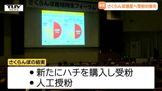 不作続くサクランボの生産を増加へ 徹底した受粉対策を呼びかけ(山形)|TBS NEWS DIG