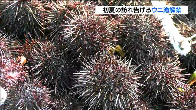 「ウニ漁」解禁　1,000kg水揚げで前年より40円高い570円/kgで取り引き　宮城・南三陸町|TBS NEWS DIG