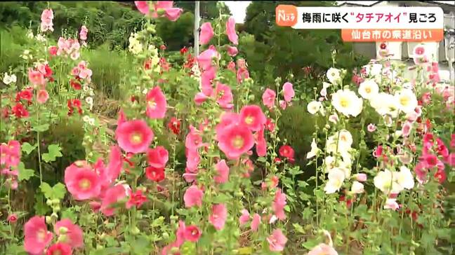 下から上に咲き進む花“タチアオイ”見ごろ　梅雨空を彩る500株　仙台|TBS NEWS DIG