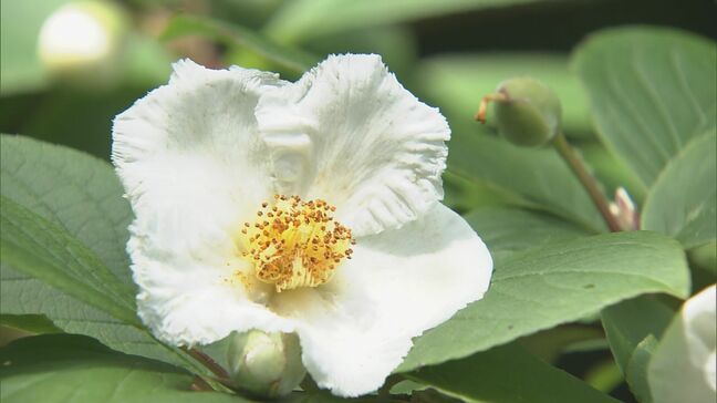 「沙羅双樹の花の色…」平家物語にも記されたナツツバキが見頃 朝に咲いた花が夕方には地面に落ちる“一日花” 三重・津市|TBS NEWS DIG